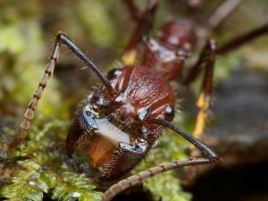 bullet ants-pain-vashti-quiroz-vega-blog
