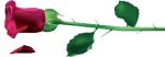 single_red_rose png